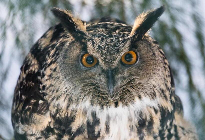 호텔 Ranua Resort Arctic Igloos