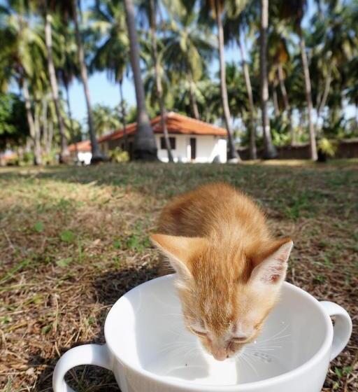 Kitelantis Hotel And Resort