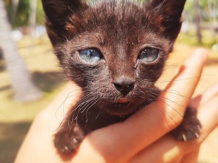 Kitelantis Hotel And Resort