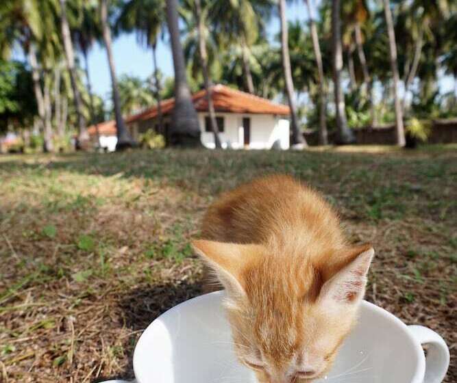 Kitelantis Hotel And Resort