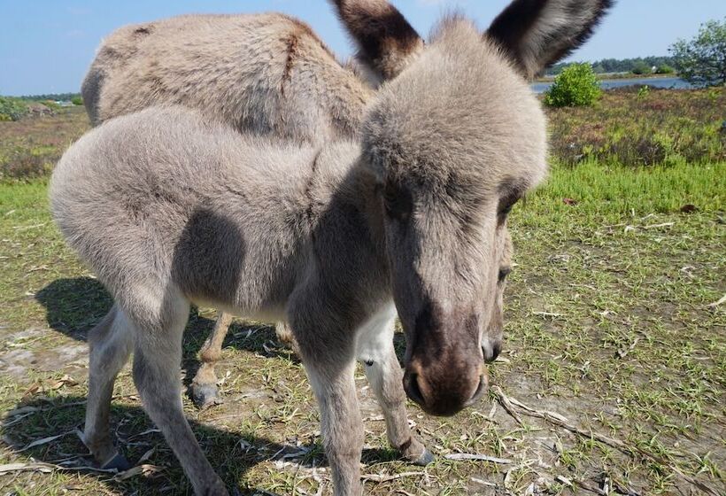 Kitelantis Hotel And Resort