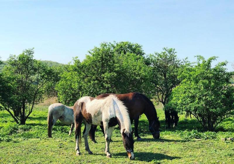 ベッドアンドブレックファースト The Houses Of History  Anno 1830