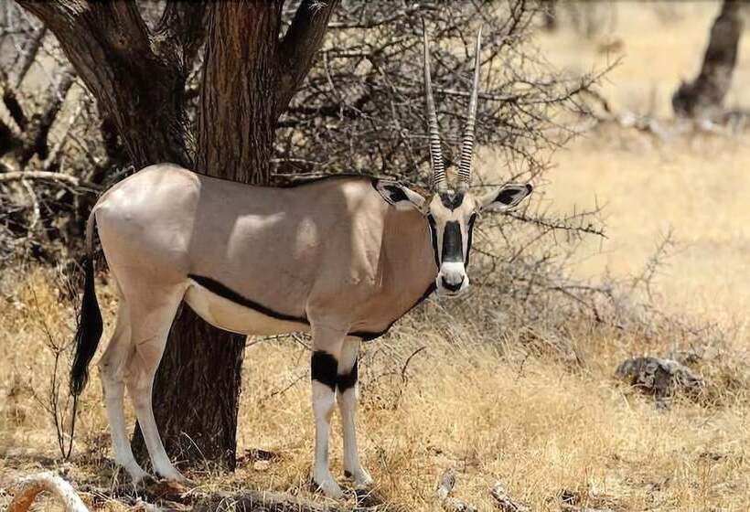 ホテル Eldorado Lodge Cc