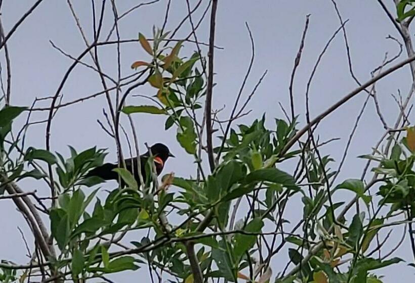 فندق على الطريق Bouctouche Bay Inn