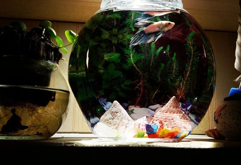 Bed and Breakfast Amber Terrace Lot.11125 R 1509