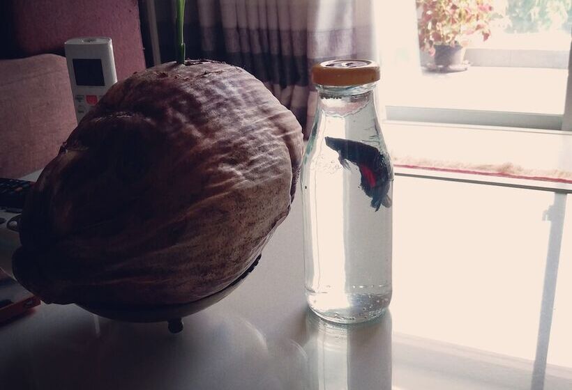 Bed and Breakfast Amber Terrace Lot.11125 R 1509