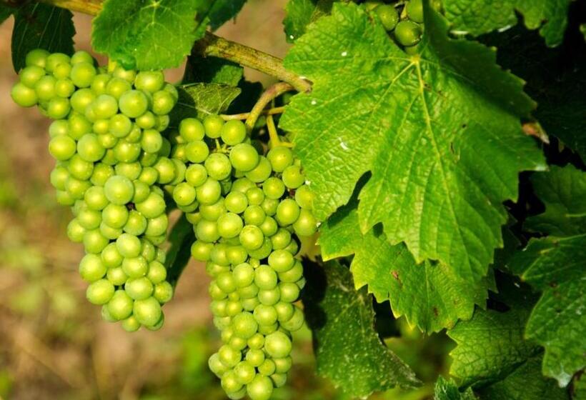 Отель Am Schwanberg