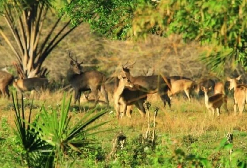 Illira Hotel Banyuwangi