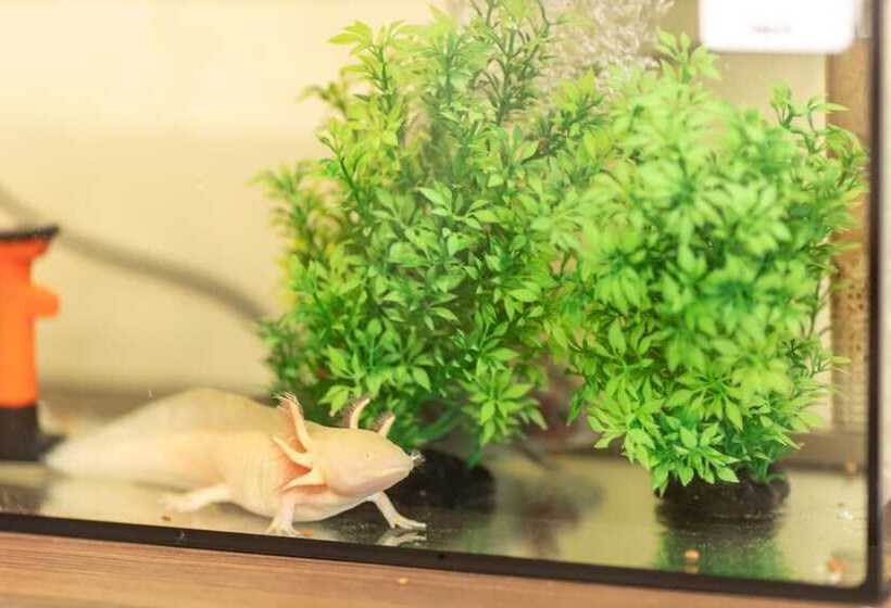 ריוקאן Kamekamehouse