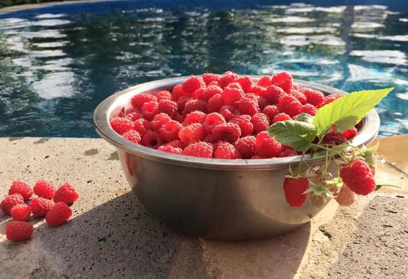 Under The Walnut Tree B&b