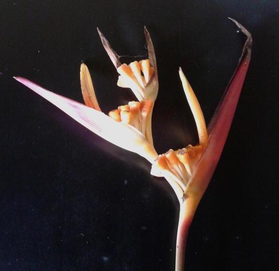 צימר Grauna Guest House