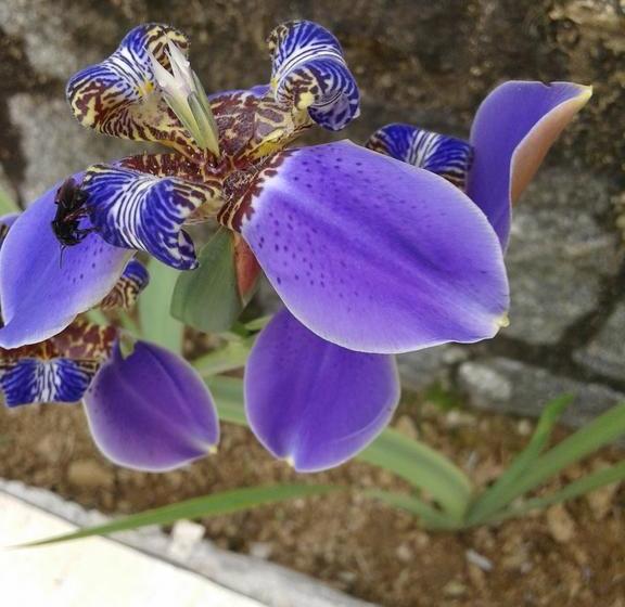 צימר Grauna Guest House