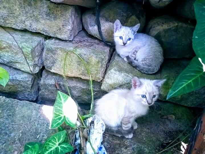 Общежитие Camping Trópico De Capricórnio   Ilhabela