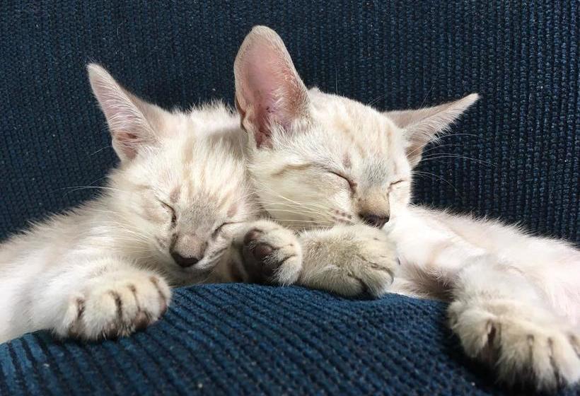 Общежитие Camping Trópico De Capricórnio   Ilhabela