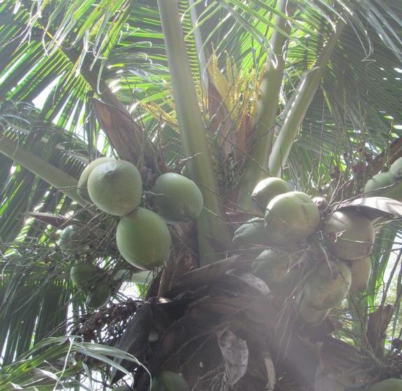 Общежитие Camping Trópico De Capricórnio   Ilhabela