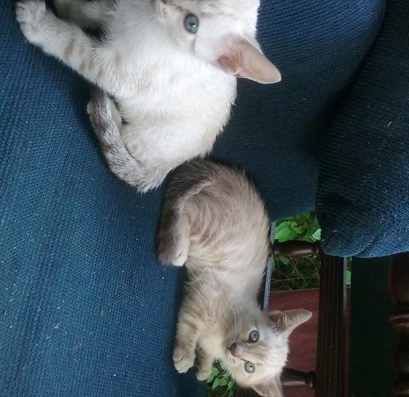 Общежитие Camping Trópico De Capricórnio   Ilhabela