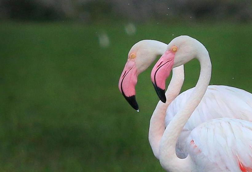 Отель Bundala Flamingo Cotteges
