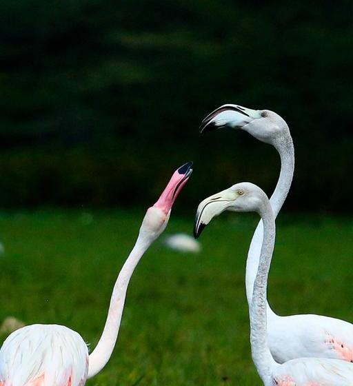 Отель Bundala Flamingo Cotteges