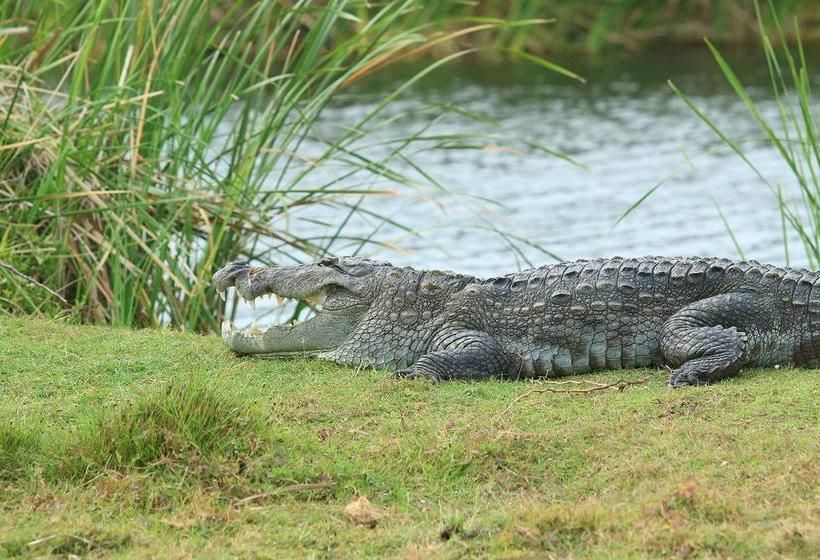 Отель Bundala Flamingo Cotteges