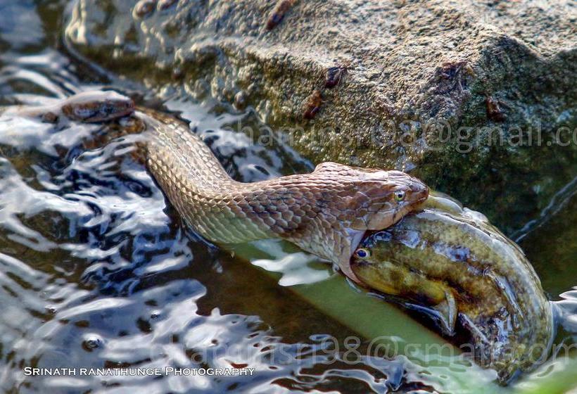 Отель Bundala Flamingo Cotteges