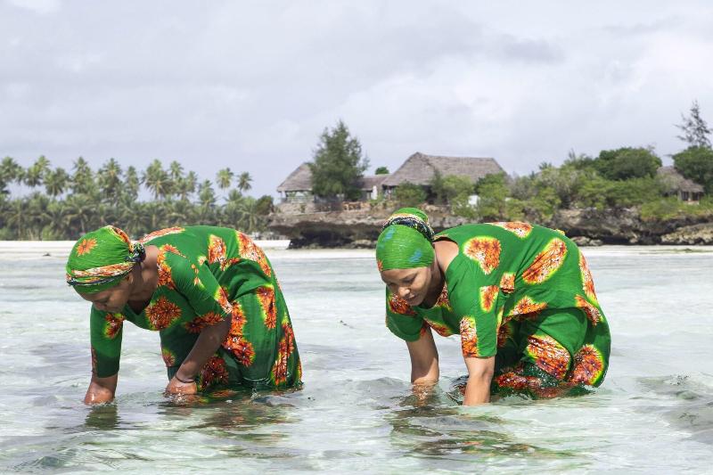 هتل The Island   Pongwe Lodge