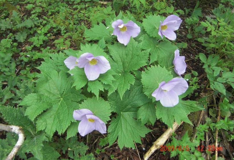 ריוקאן Karurusu Onsen Yumoto Orofuresou