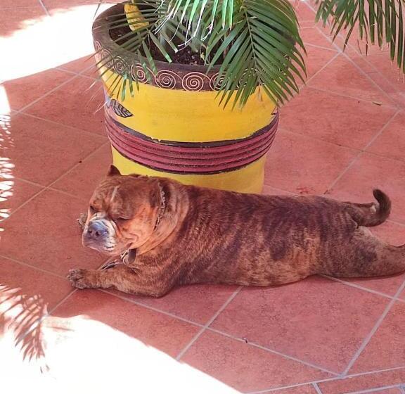 בית מלון כפרי Bungalows Las Glorias