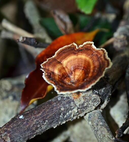 リゾートホテル Mimpi Perhentian