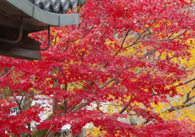 ریوکان Ryoso Chatani