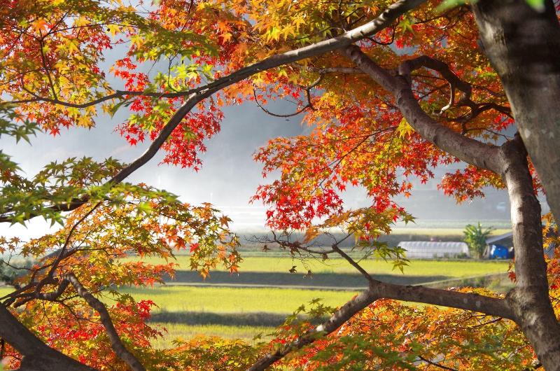 ریوکان Ryoso Chatani