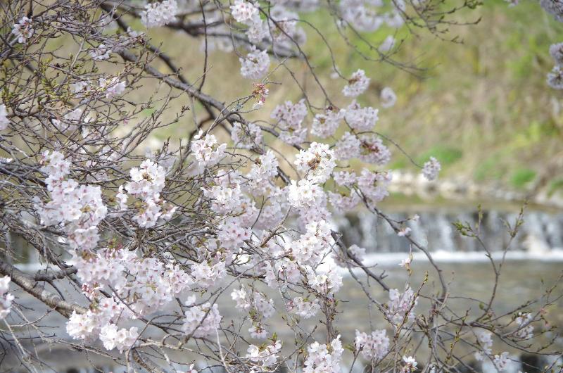 ریوکان Ryoso Chatani