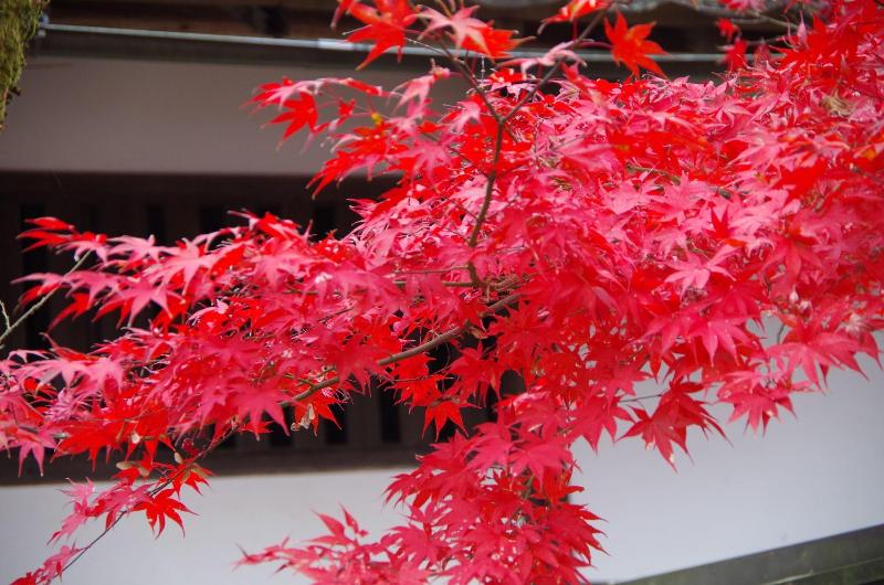 ریوکان Ryoso Chatani