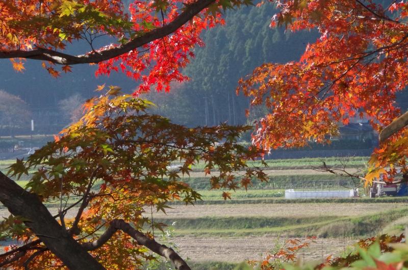 ریوکان Ryoso Chatani