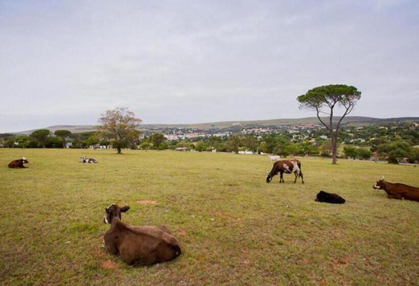 تختخواب و صبحانه Mimosa