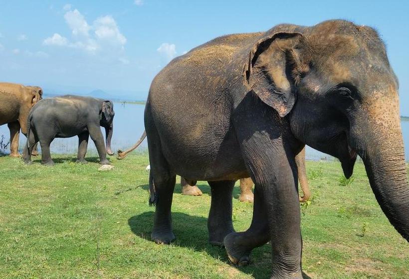 Hotel Peacock Riverside