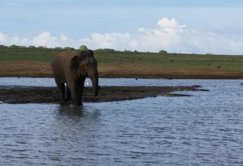 Hotel Peacock Riverside