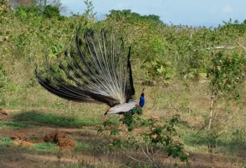 Hotel Peacock Riverside
