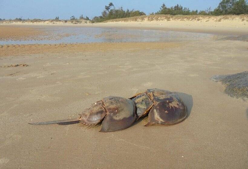 Antique Courtyard B&b