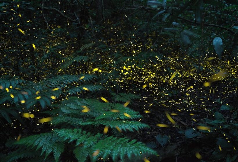 Iriomote Hotel By Hoshino Resorts