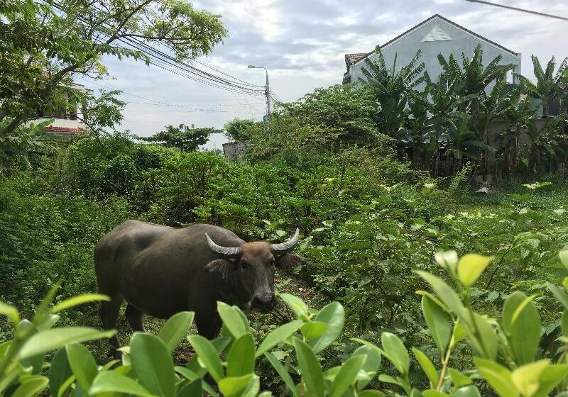 هتل Zen Boutique Hoi An   Eco Friendly Villa