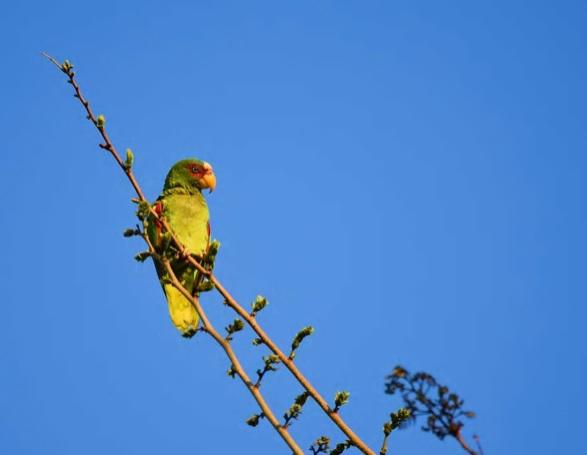Puerto Carrillo Sunset B&b