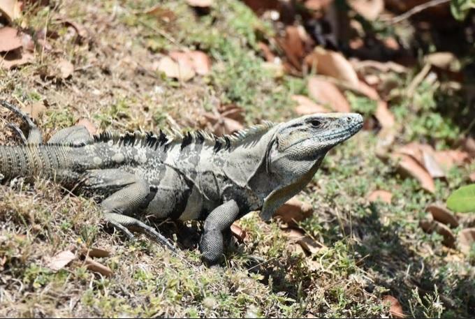 Puerto Carrillo Sunset B&b