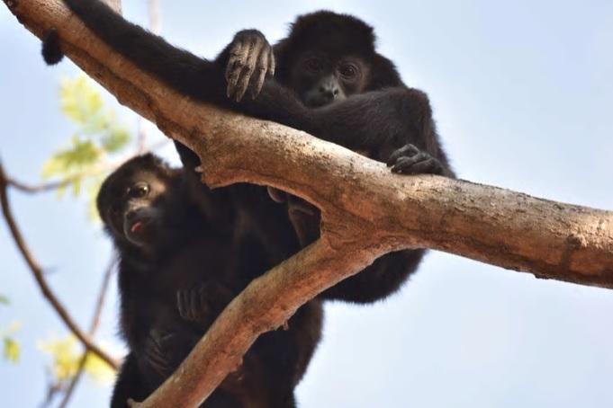 Puerto Carrillo Sunset B&b