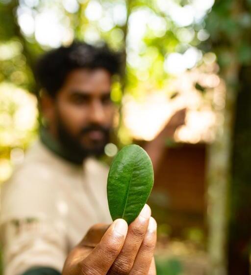 Raindrops Resorts Wayanad