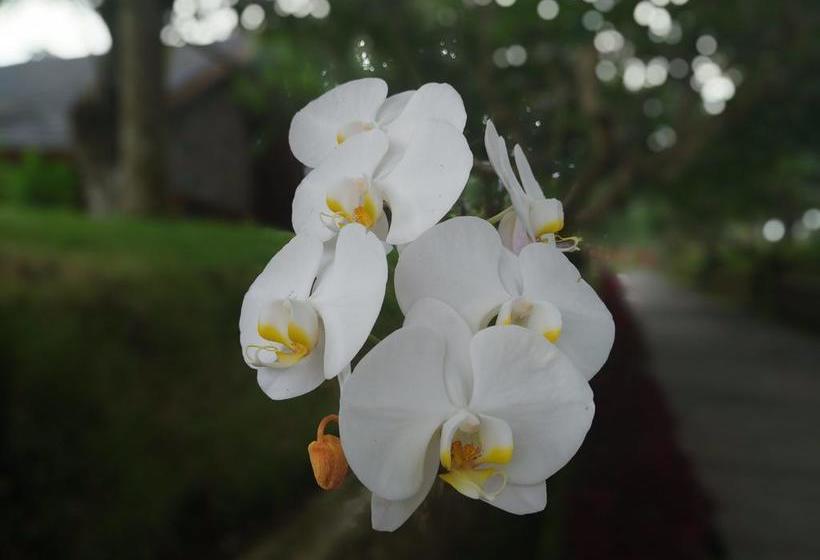 渡假胜地  Capital O 1065 Sahid Osing Kemiren