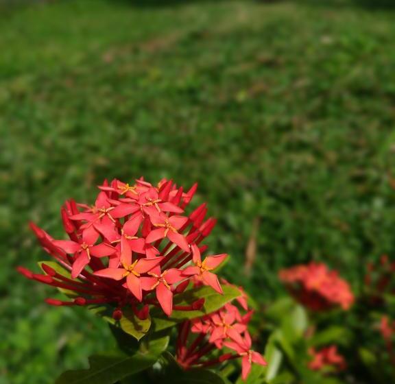 渡假胜地  Capital O 1065 Sahid Osing Kemiren