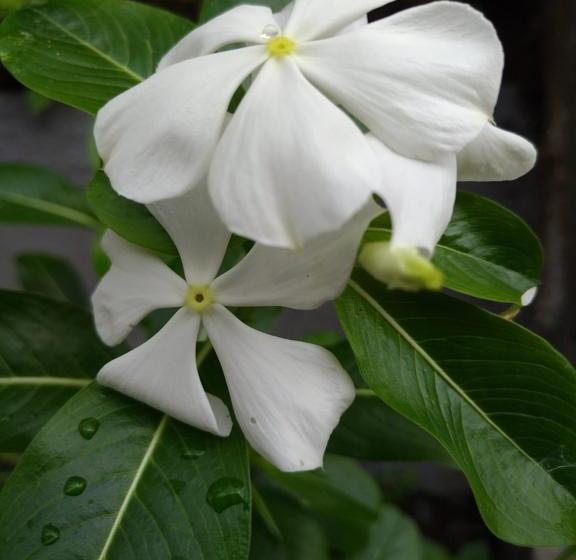 渡假胜地  Capital O 1065 Sahid Osing Kemiren