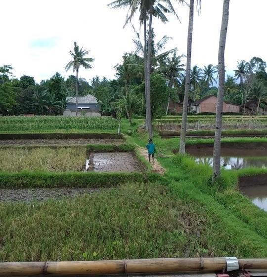 渡假胜地  Capital O 1065 Sahid Osing Kemiren