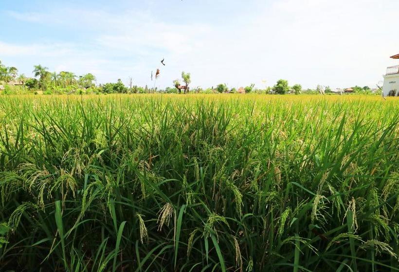 בית מלון כפרי Gm Lovina