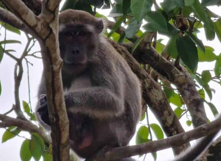 Sukau Backpackers B&b